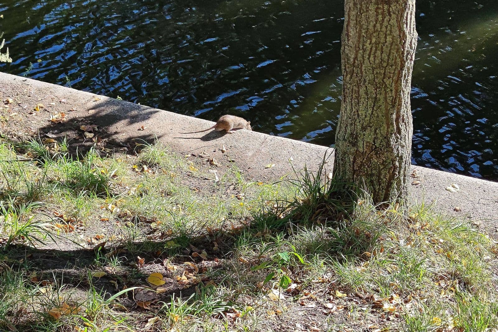 Intelligent, sauber, harmlos? Wie Berlin die Rattenplage schönredet