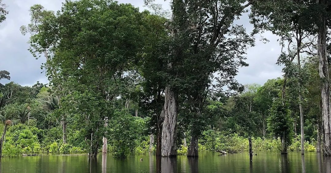 Leere Wahlkampfversprechen: Regenwald-Zerstörung viel größer als unter Bolsonaro