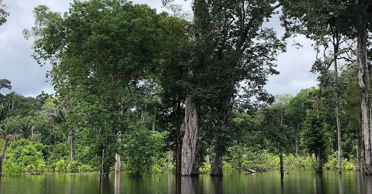 Regenwald-Zerstörung viel größer als unter Bolsonaro