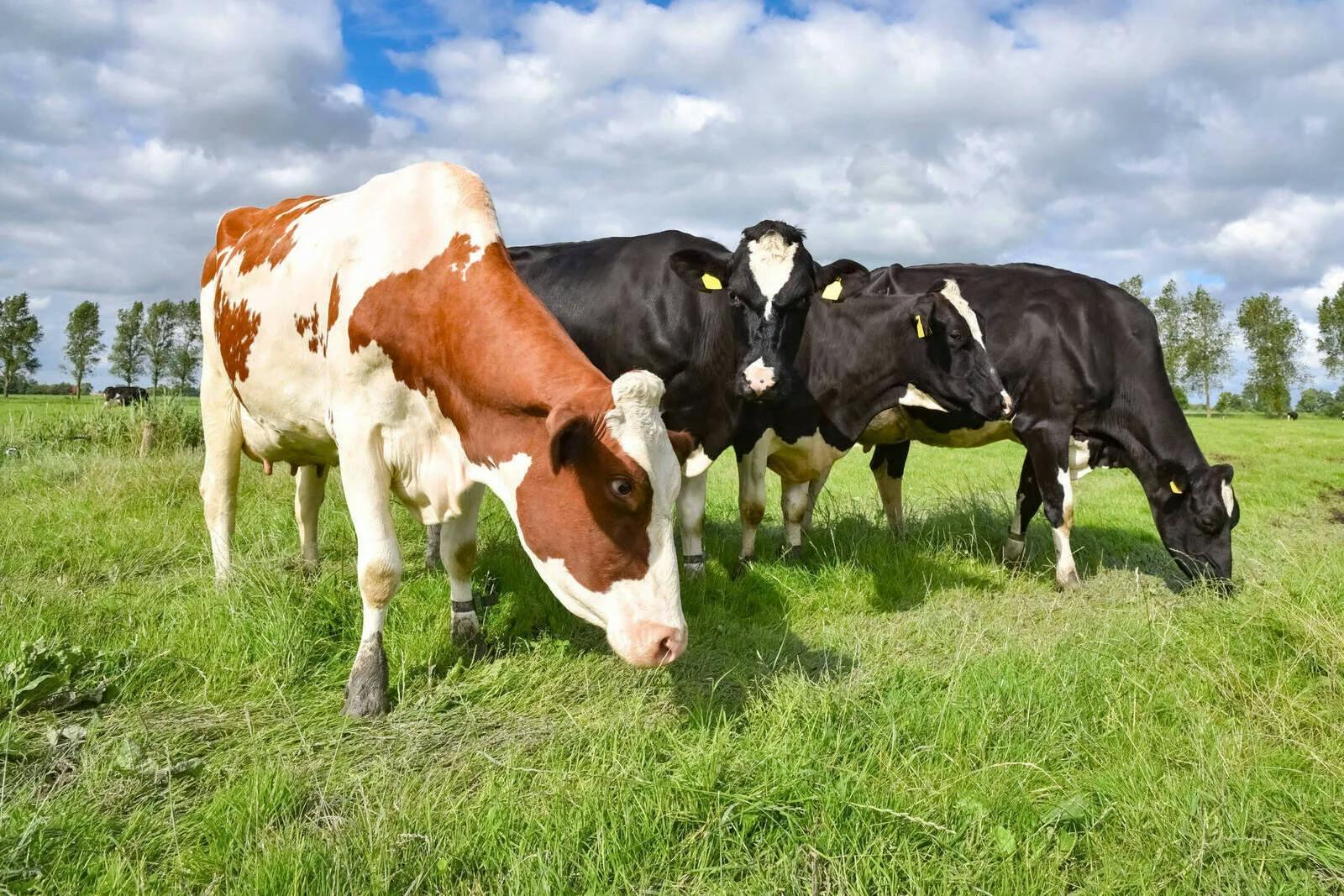 Irland erwägt Tötung hunderttausender Kühe für den Klimaschutz