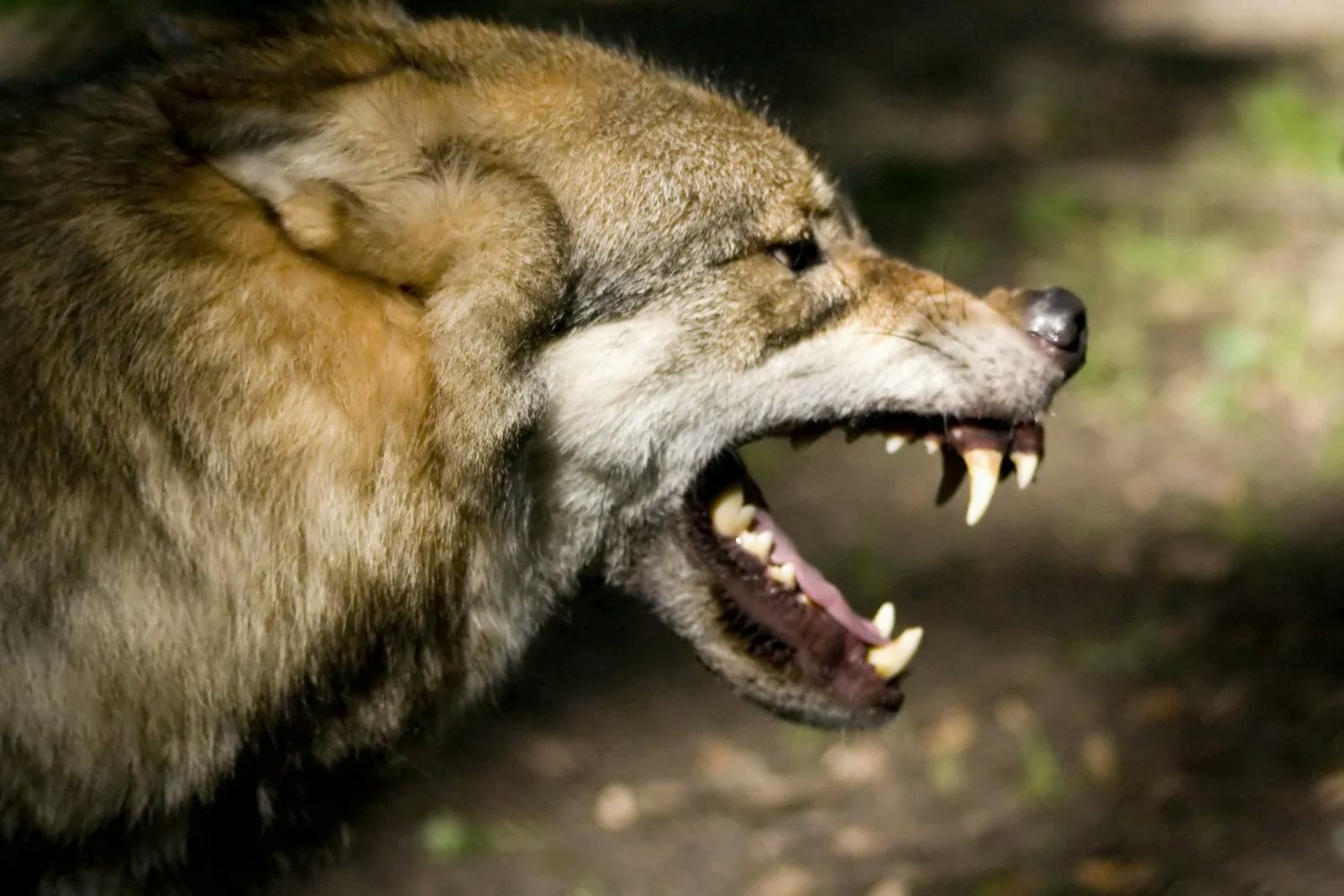 Des Menschen Wolf – Gruppenbezogene Menschenfeindlichkeit