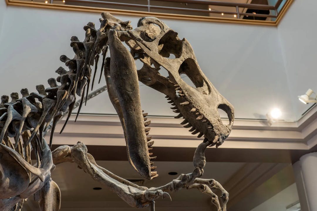 Forscher identifizieren „rassistische“ Dinosauriernamen