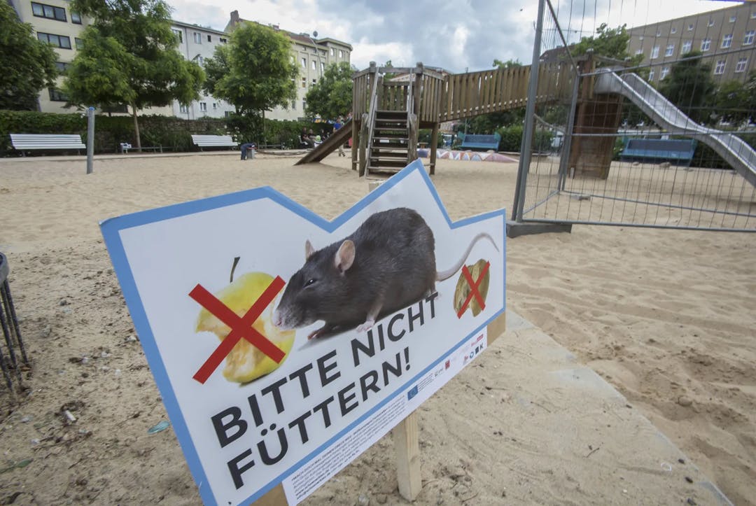 Berlin: Rattenplage führt immer wieder zur Schließung von Spielplätzen