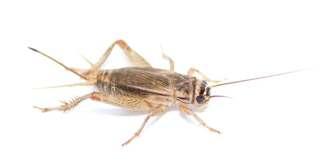 So können Kunden Insektenprodukte erkennen
